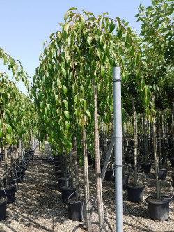 PRUNUS KIKU-SHIDARE-ZAKURA En pot de 35-50 litres forme tige hauteur du tronc 180-200 cm