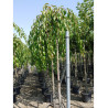 PRUNUS KIKU-SHIDARE-ZAKURA En pot de 35-50 litres forme tige hauteur du tronc 180-200 cm