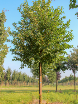 PRUNUS maackii AMBER BEAUTY