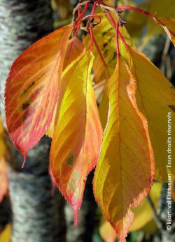 PRUNUS serrulata AMANOGAWA
