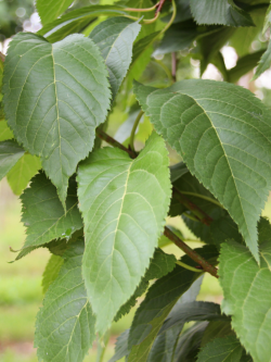 PRUNUS serrulata AMANOGAWA