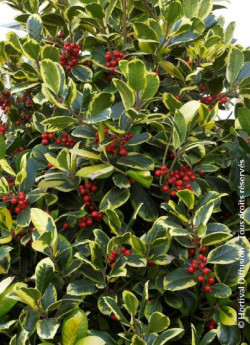 ILEX altaclerensis Golden King