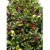 ILEX altaclerensis Golden King