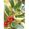 ILEX altaclerensis Golden King