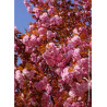 PRUNUS serrulata KANZAN