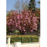 PRUNUS serrulata KANZAN
