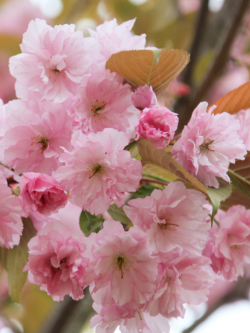 PRUNUS serrulata KANZAN