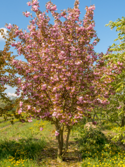 PRUNUS serrulata KANZAN