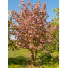 PRUNUS serrulata KANZAN