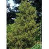 ILEX altaclerensis Golden King