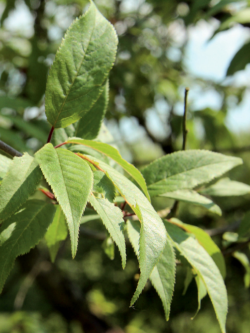 PRUNUS serrula
