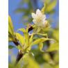 PRUNUS serrula