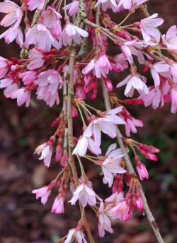PRUNUS subhirtella PENDULA RUBRA