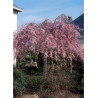 PRUNUS subhirtella PENDULA RUBRA