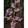 PRUNUS subhirtella PENDULA RUBRA