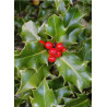 ILEX aquifolium