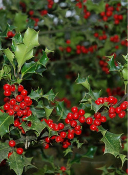 ILEX aquifolium
