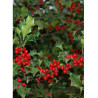 ILEX aquifolium
