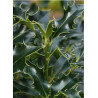 ILEX aquifolium ALASKA