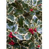 ILEX aquifolium ARGENTEA MARGINATA