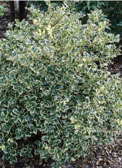 ILEX aquifolium ARGENTEA MARGINATA