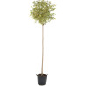LIGUSTRUM japonicum EXCELSUM SUPERBUM