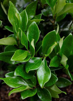 LIGUSTRUM japonicum TEXANUM