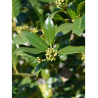 ILEX NELLIE R. STEVENS