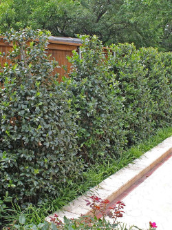 ILEX NELLIE R. STEVENS