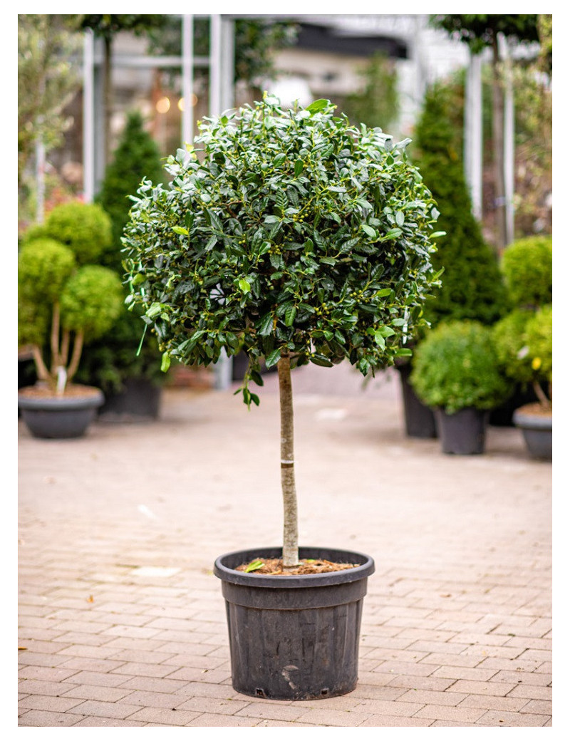 Topiaire (Plante taillée) - ILEX NELLIE R. STEVENS (Houx)