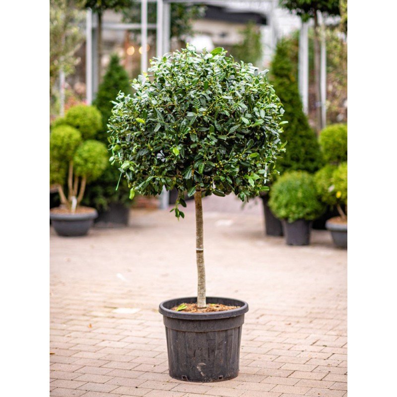 Topiaire (Plante taillée) - ILEX NELLIE R. STEVENS (Houx)