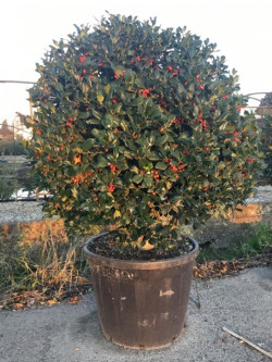 Topiaire (Plante taillée) - ILEX NELLIE R. STEVENS (Houx)