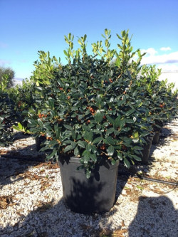 Topiaire (Plante taillée) - ILEX NELLIE R. STEVENS (Houx)