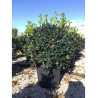 Topiaire (Plante taillée) - ILEX NELLIE R. STEVENS (Houx)