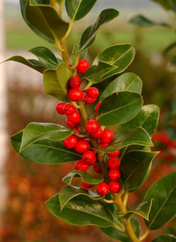 ILEX aquifolium J.C.VAN TOL