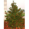 ILEX aquifolium J.C.VAN TOL
