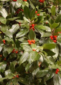ILEX aquifolium J.C.VAN TOL