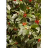 ILEX aquifolium J.C.VAN TOL