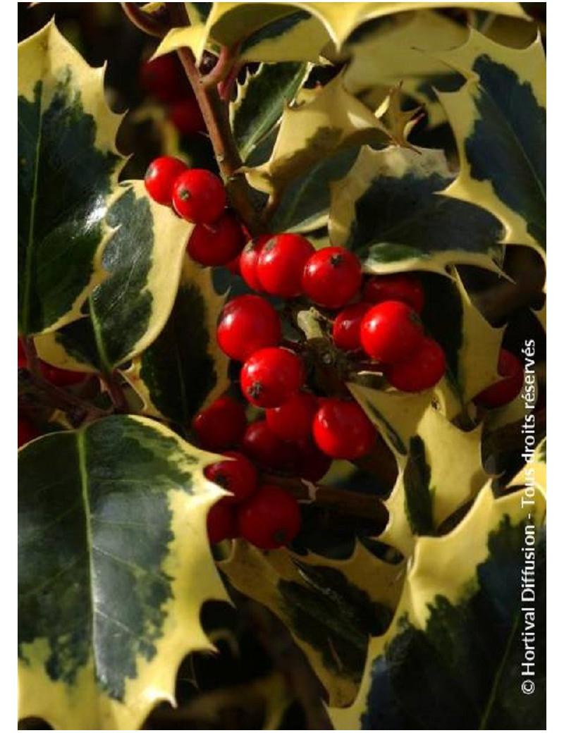 ILEX aquifolium MADAME BRIOT