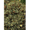 ILEX aquifolium MADAME BRIOT