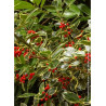 ILEX aquifolium MADAME BRIOT
