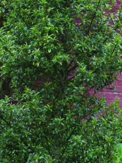 ILEX aquifolium MYRTIFOLIA