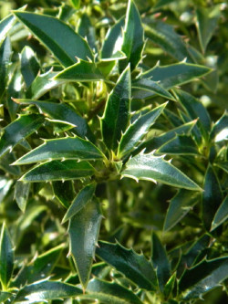 ILEX aquifolium MYRTIFOLIA