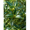 ILEX aquifolium MYRTIFOLIA