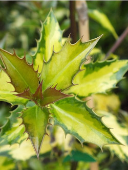 ILEX aquifolium MYRTIFOLIA AUREA MACULATA