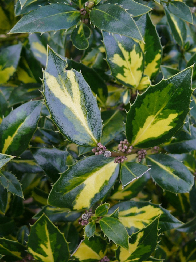 ILEX aquifolium MYRTIFOLIA AUREA MACULATA