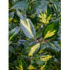 ILEX aquifolium MYRTIFOLIA AUREA MACULATA