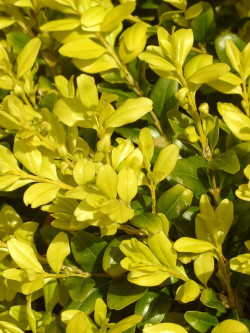 ILEX crenata GOLDEN GEM