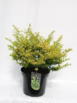 ILEX crenata GOLDEN GEM