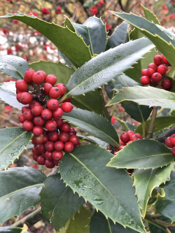 ILEX koehneana CASTANEIFOLIA